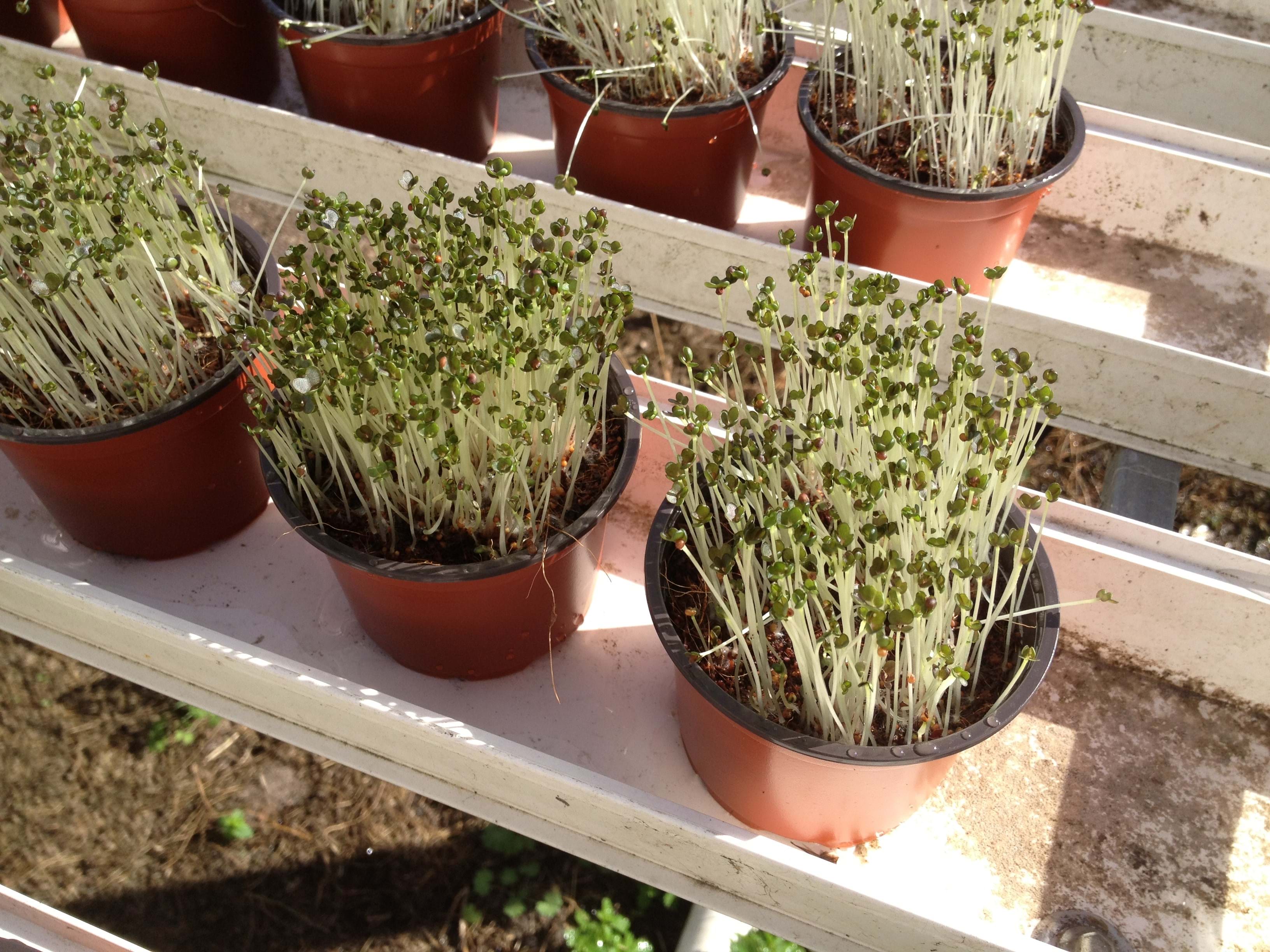 13+ Quinoa Microgreen Microgreens