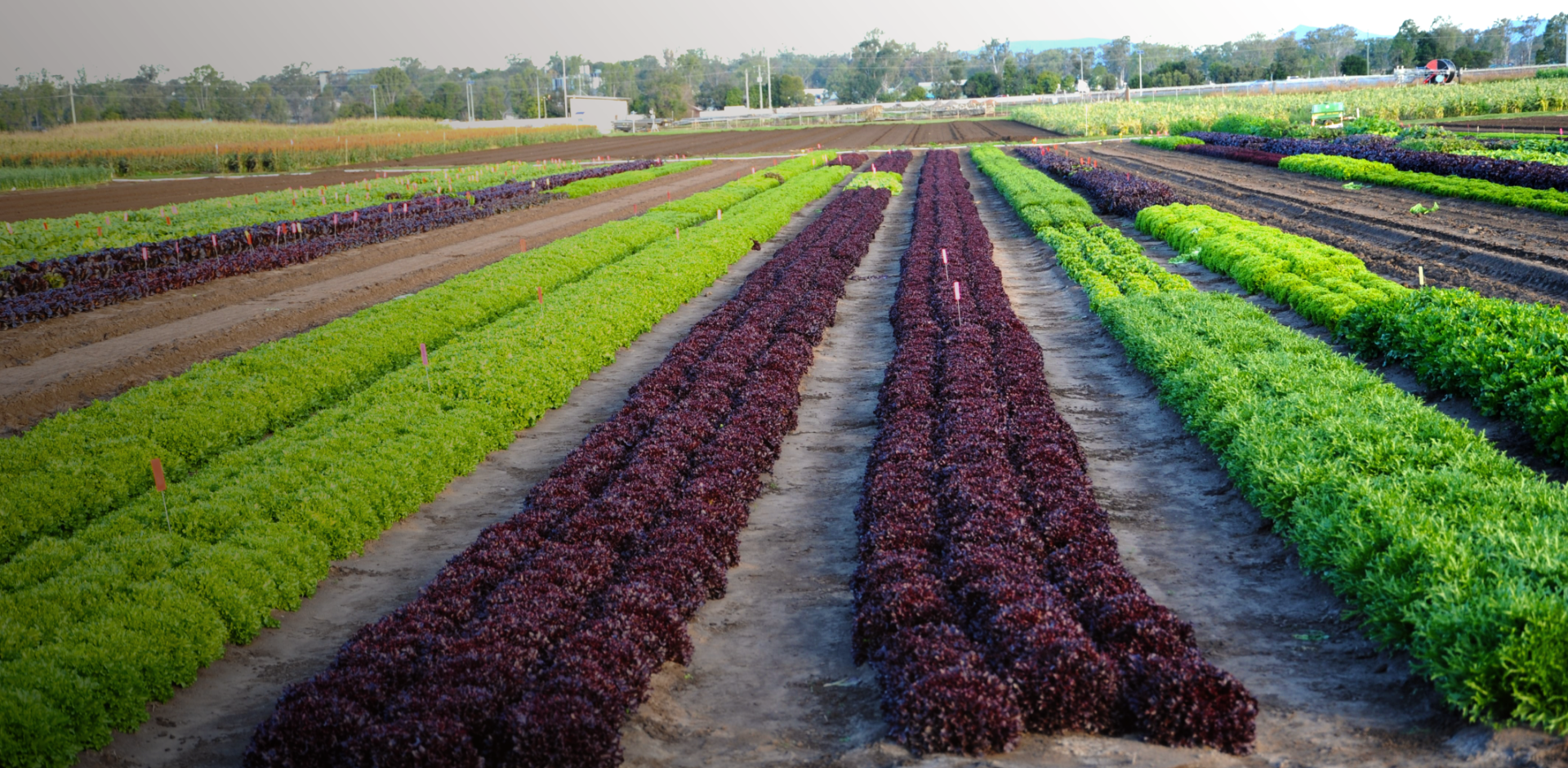 Unique Products,  Direct interaction with growers.