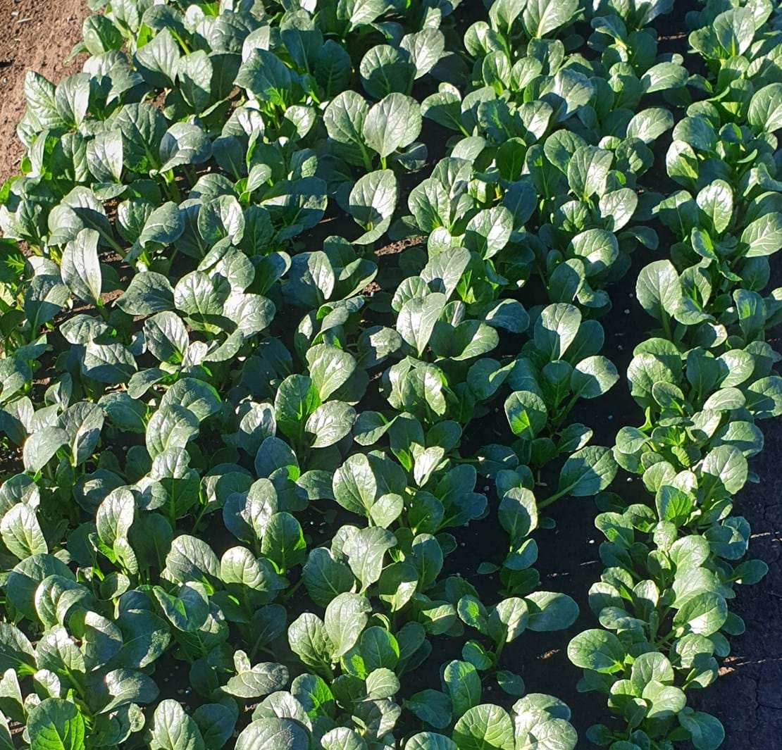 Vigored Asian Greens
