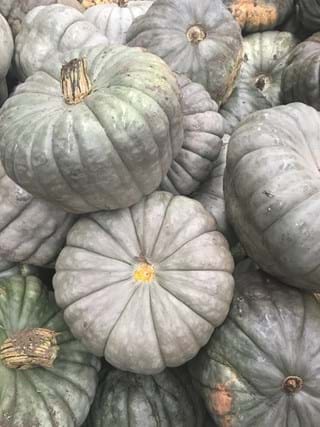 EX? Pumpkin QLD Blue