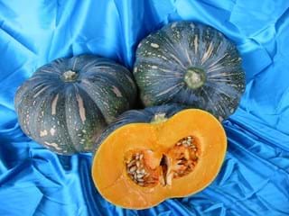 EX? Pumpkin QLD Blue